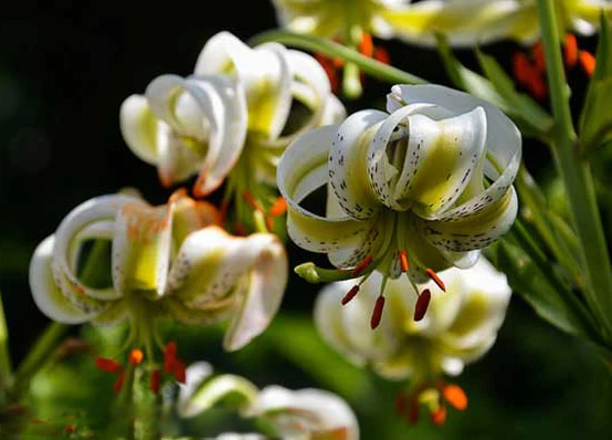 دشت سوسن چلچراغ داماش