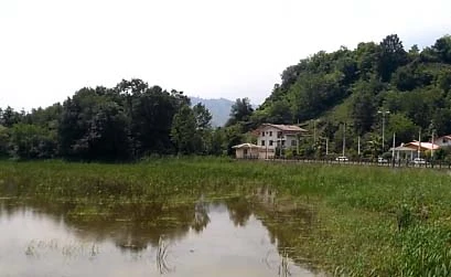 تالاب زر بیجار املش