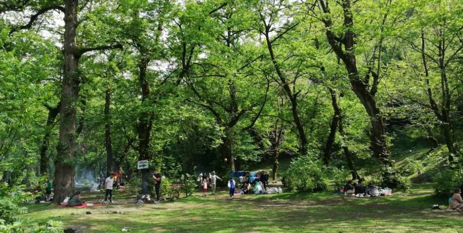 جنگل خرما لنگرود