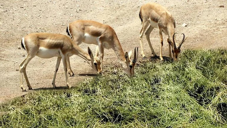 منطقه حفاظت شده پروند سبزوار