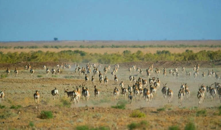 حیات وحش شیر احمد سبزوار