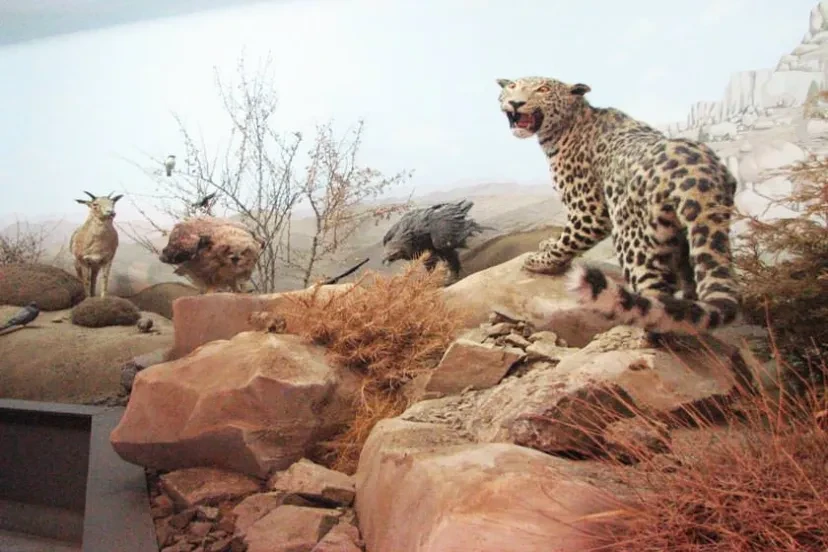 موزه حیات وحش تربت حیدریه