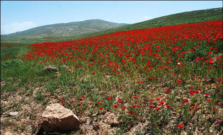 یارم‌تپه درگز