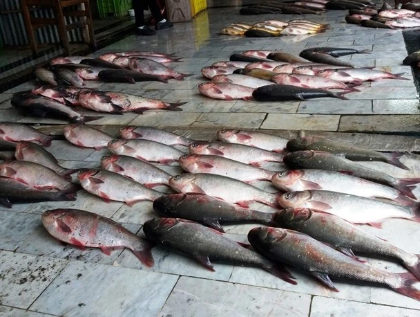  بازار ماهی فروشان بابل