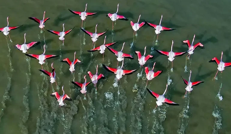  تالاب میانکاله بهشهر