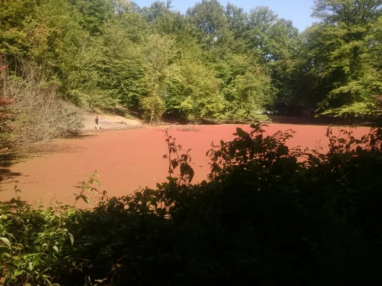 مرداب هسل سینوا چالوس