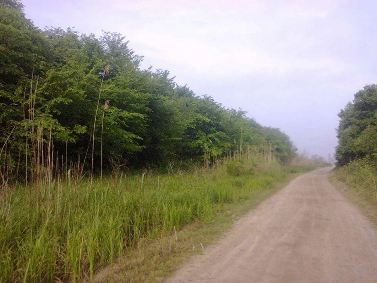 پارک جنگلی سوته فریدونکنار