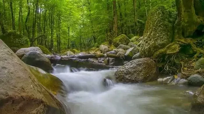 بوستان جنگلی صفا رود رامسر
