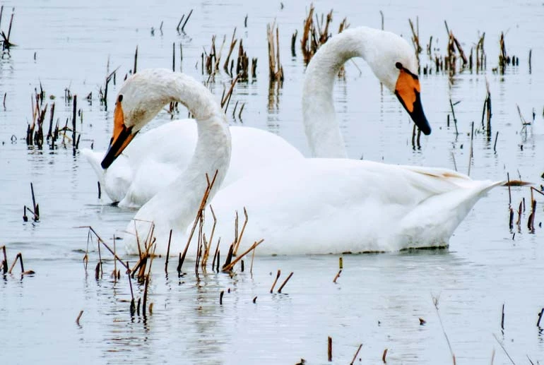 تالاب سرخرود محمودآباد