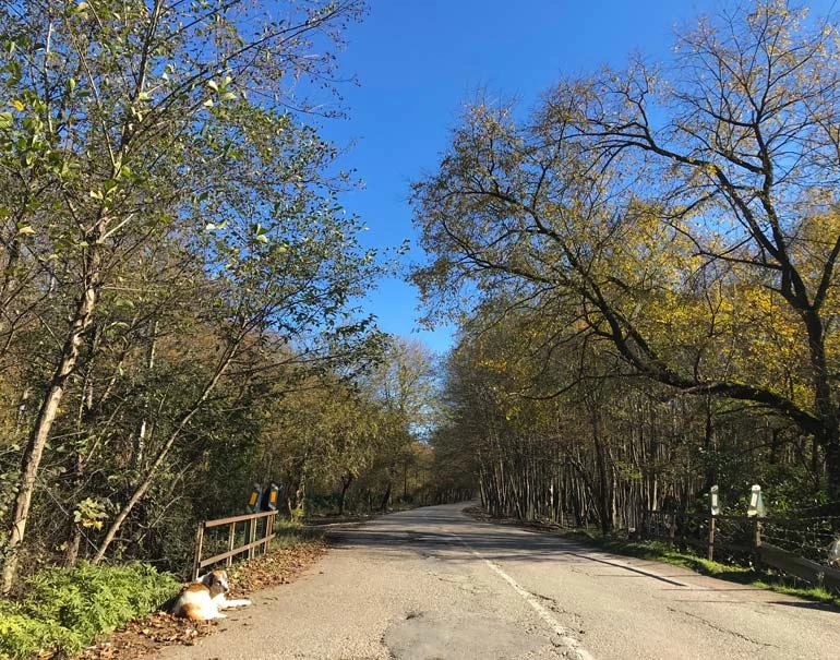 پارک جنگلی تشبندان محمودآباد