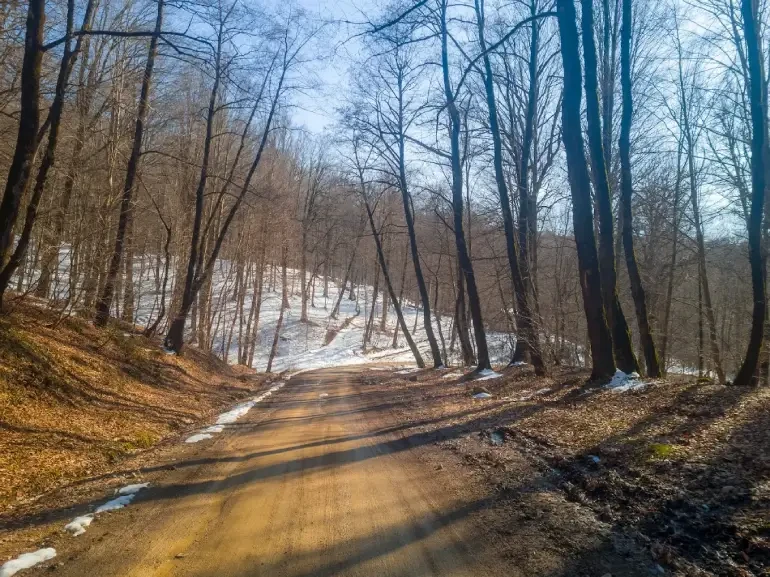 جنگل راش سوادکوه