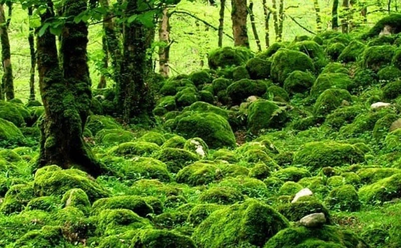 جنگل تیلاکنار عباس آباد