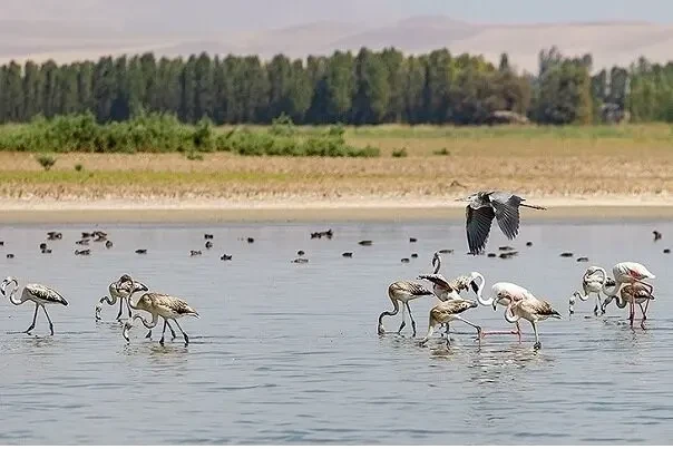 تالاب آق گل اسلامشهر همدان