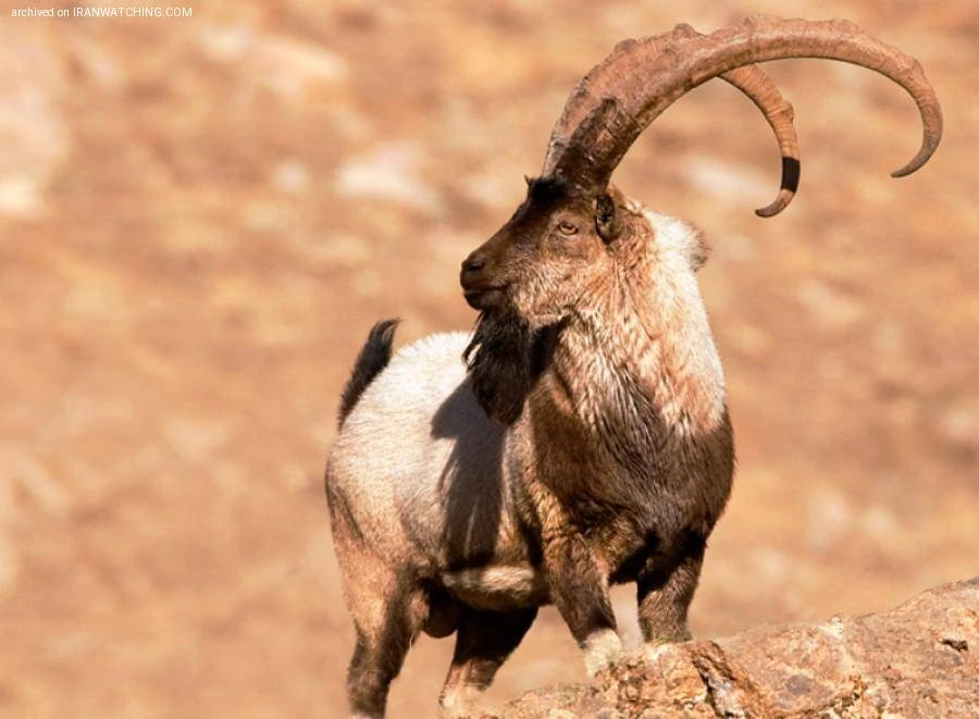 Lashgerdar Protected Area, Malayer, Hamadan