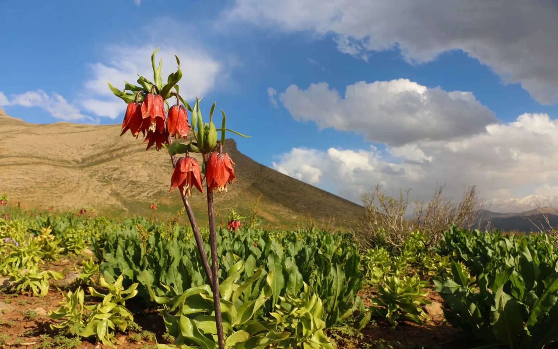 روستای ملوسان دشت لاله های واژگون نهاوند