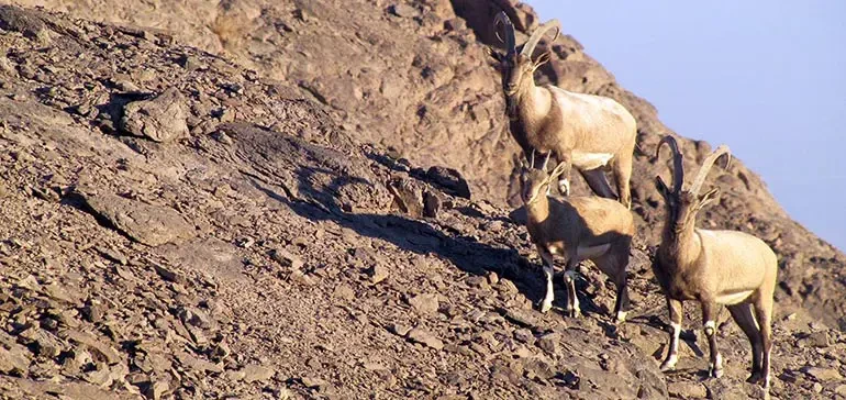 پارک ملی کلاه قاضی اصفهان