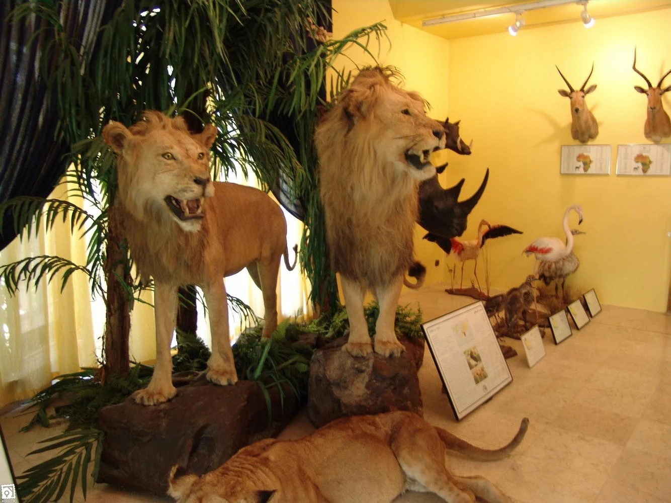 Музей дикой природы Бандар-Аббас