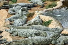 پارک کروکودیل قشم