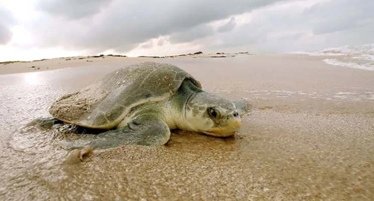 روستای شیب دراز قشم