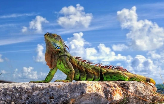 Выставка рептилий Киша