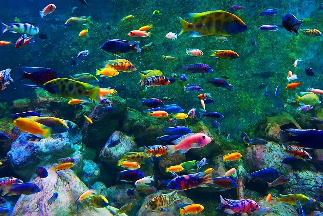 Аквариум Киш