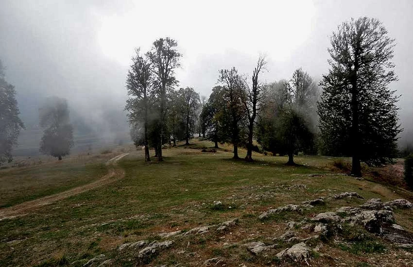 جنگل های جهان نما گرگان