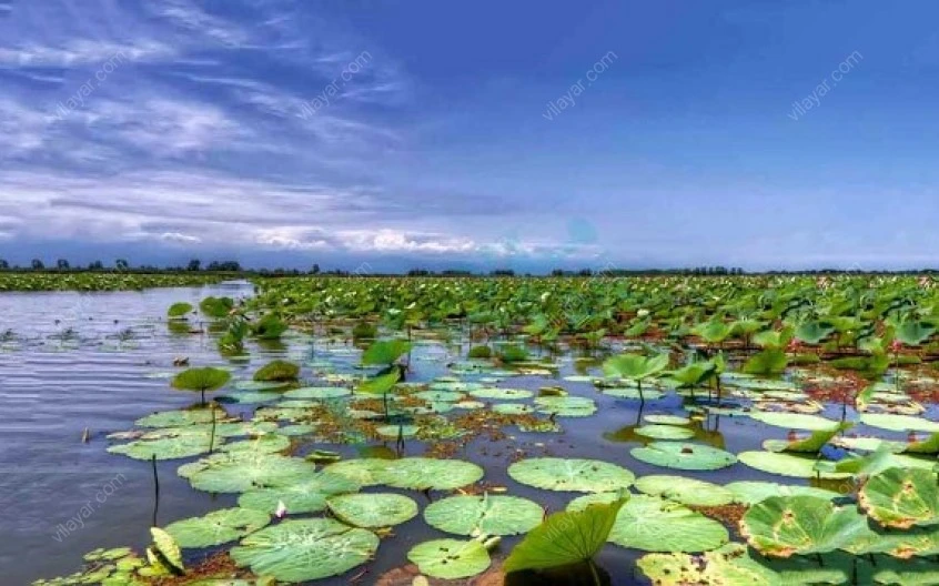 تالاب آلما گل گنبد کاووس