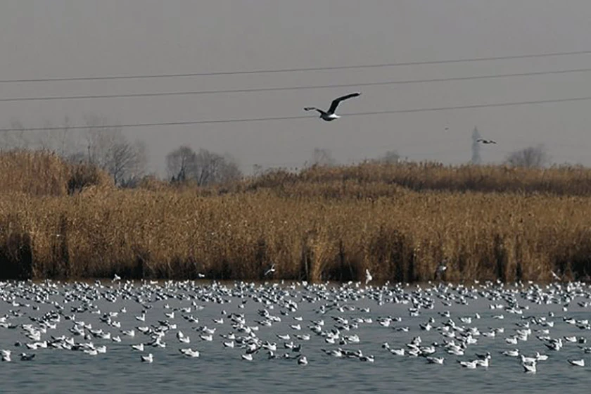 تالاب آجی گل گنبد کاووس