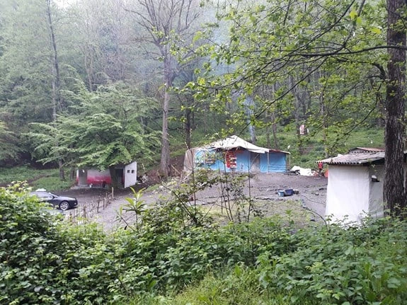 جنگل نرگسی نوکنده بندرگز