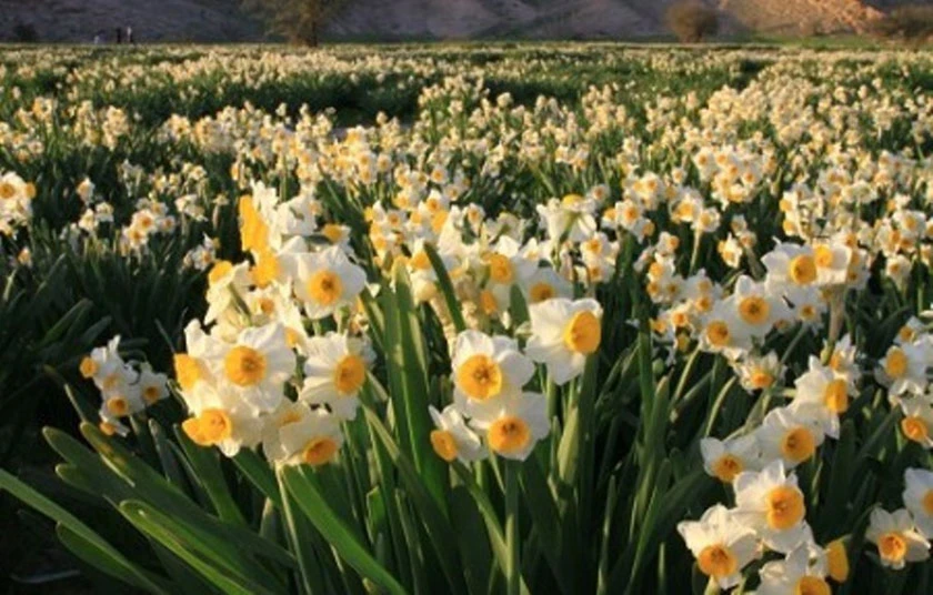 Campos de Narges de Jereh Kazeroon