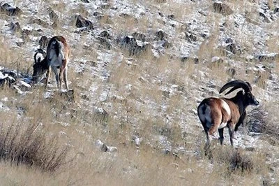 Запретная охотничья зона Басирана, Эклид